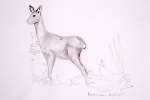 deer drawing 700